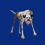 Nsqk – Dientes De Fierro